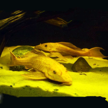 Pterygoplichthys Gibbiceps white - Pléco voilés white albino 8-10cm